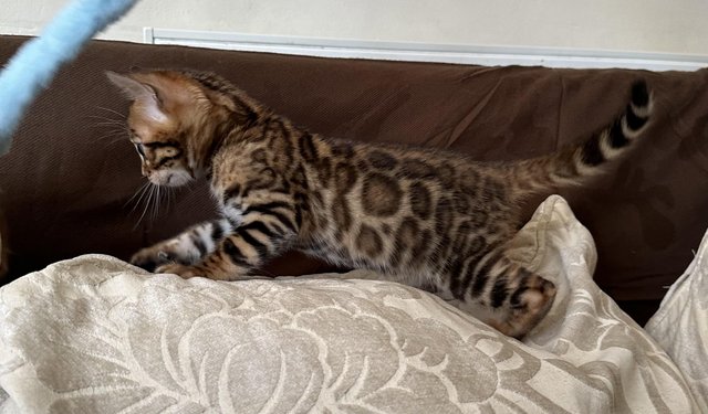 Image 28 of Tica bengal kittens for sale!