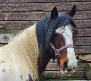 Image 1 of WANTED HAPPY HACKER/GELDING 14hh -14.3hh