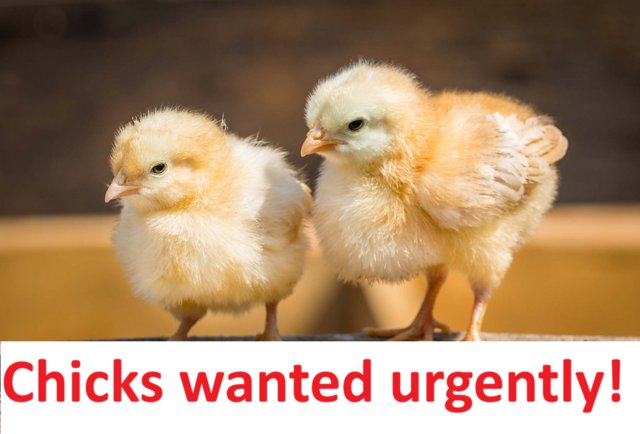 Preview of the first image of WANTED URGENTLY: Day-old chicks.