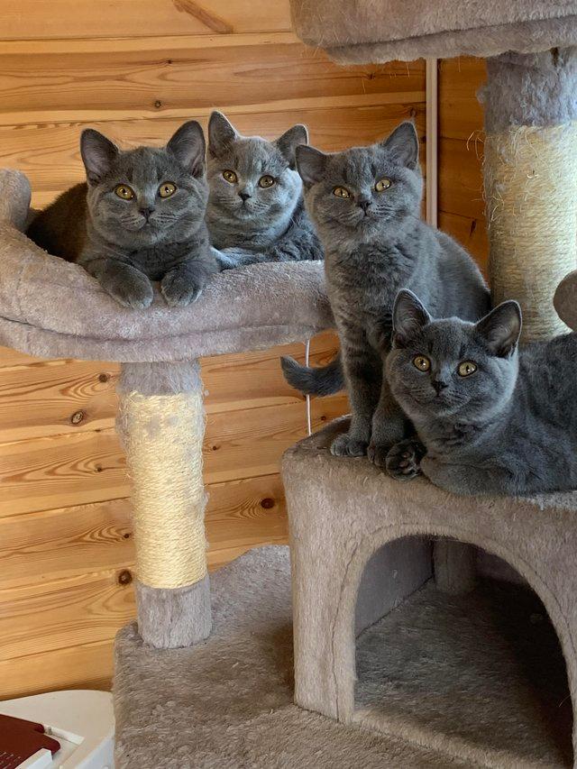 Preview of the first image of Pedigree British shorthair kittens.