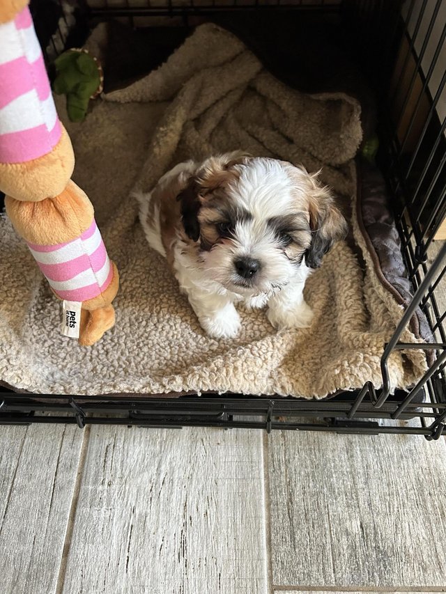 Preview of the first image of Beautiful shih tzu puppies.