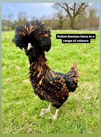 Image 3 of Bantam hens in a great range of breeds and colours