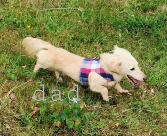 Image 2 of Kc registered mini long haired dachshund