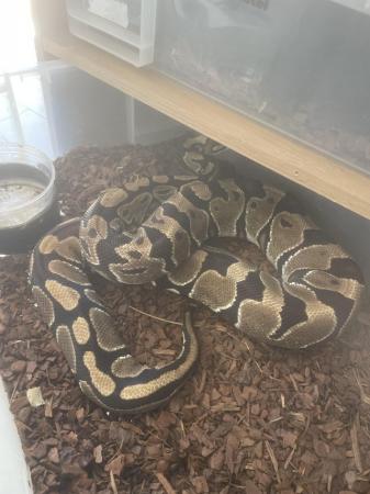 Image 1 of Royal python breeding set up