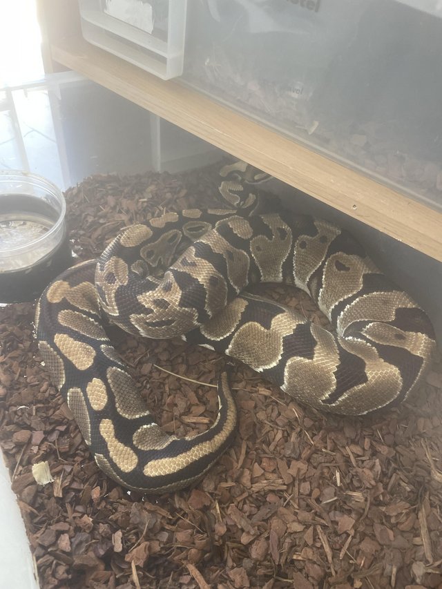 Preview of the first image of Royal python breeding set up.