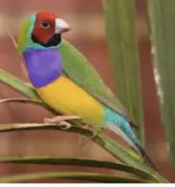 Image 5 of Gouldian Finch red headed cock