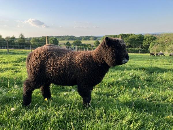 Image 4 of Pedigree Coloured Ryeland Ewe Lambs