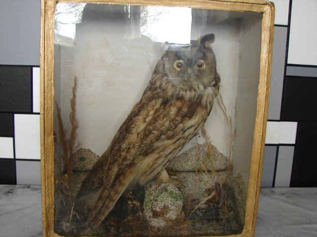 Preview of the first image of very old taxidermy owl before 1986.