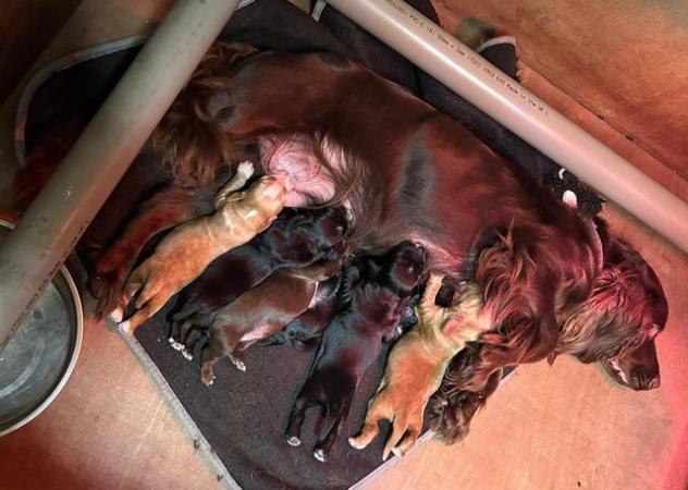 Image 7 of *** READY THIS WEEKENS *** COCKER SPANIEL PUPPIES