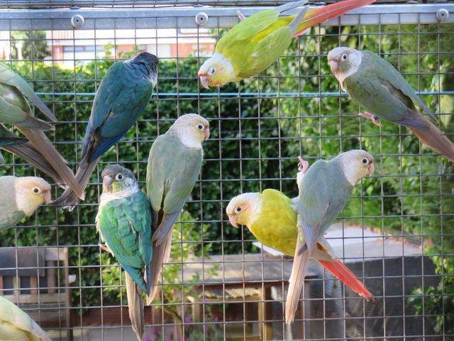 Preview of the first image of Mutation Greencheek Conures for sale..