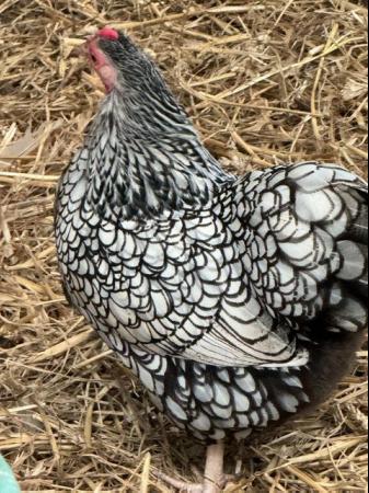 Vorwerk and Wyandotte Chickens For Sale For Sale in Eastbourne, England ...