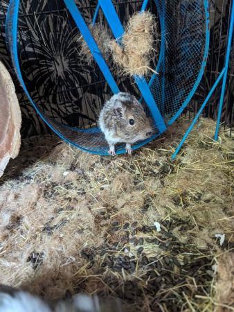 Image 1 of 2 female Degus with cage and accessories for sale