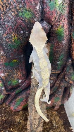 Image 5 of Female crested gecko and setup