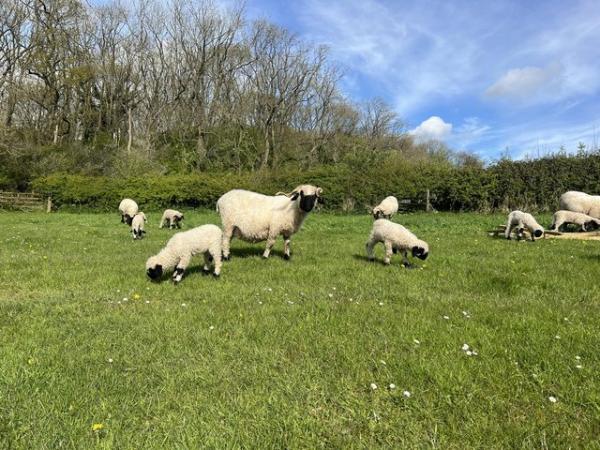 Image 2 of Valais Blacknose Lambs available.