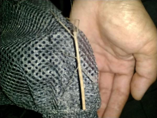Image 4 of Giant Budwing Stick Insect Nymphs buy 5 get 1 free! £1 each