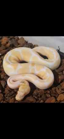Image 5 of Albino royal python het pied 3yrs old