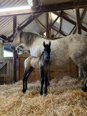 Image 2 of PRE x Friesian Greying Filly