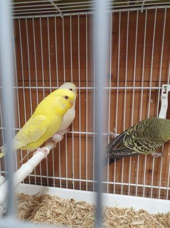Image 5 of I have 6 4 month old budgies. Good healthy youngsters from g