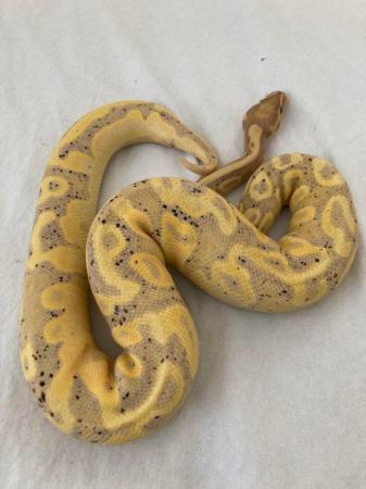 Image 2 of Female 100% het pied banana royal python