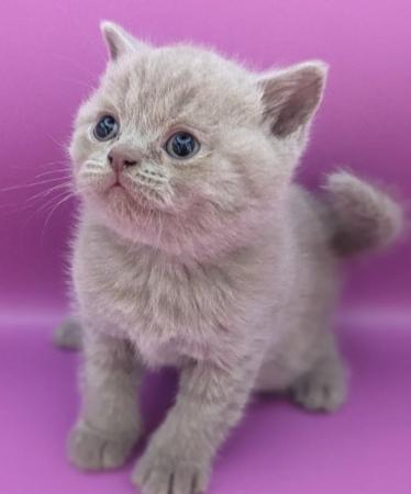 Image 6 of Pedigree British Shorthair Kittens