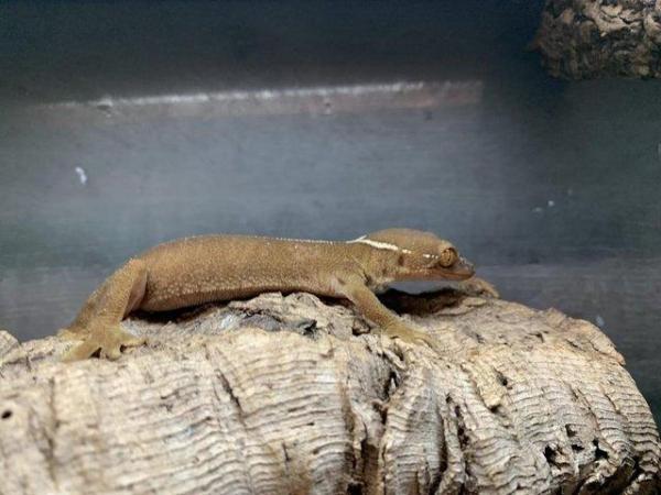 Image 5 of White Lined Gecko ........................