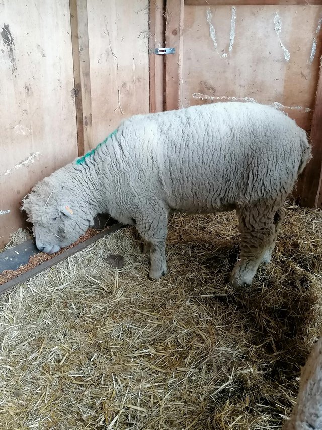 Preview of the first image of Unregistered ryeland tup.