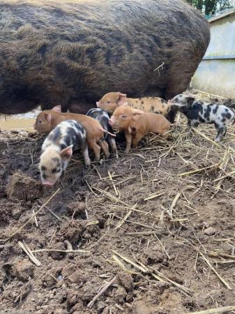 Image 1 of Kune kune piglets , 2 weeks old at the moment