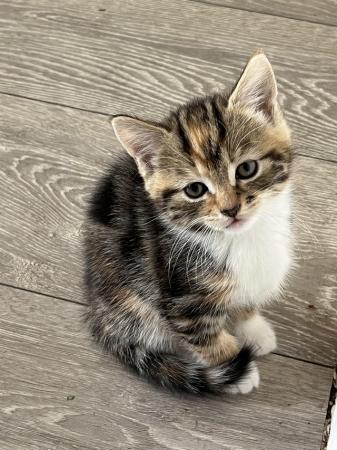 Image 3 of 4 Beautiful Tabby x Siamese kittens