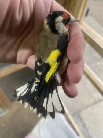 Image 1 of 2022 male and 2023 female goldfinch pair