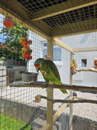 Image 2 of 11 month old red lored amazon parrot