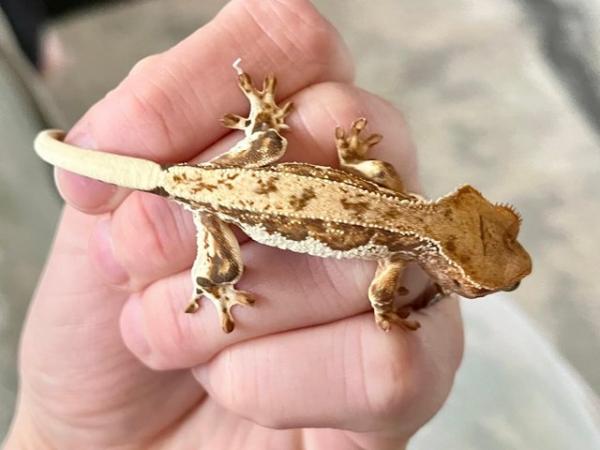 Image 2 of 2 - 3 month old Crested Gecko Juveniles for sale