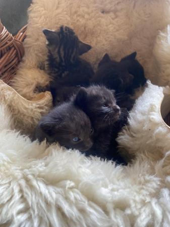 Image 4 of Beautiful Kittens Girls & Boys Black & Smoky Blue