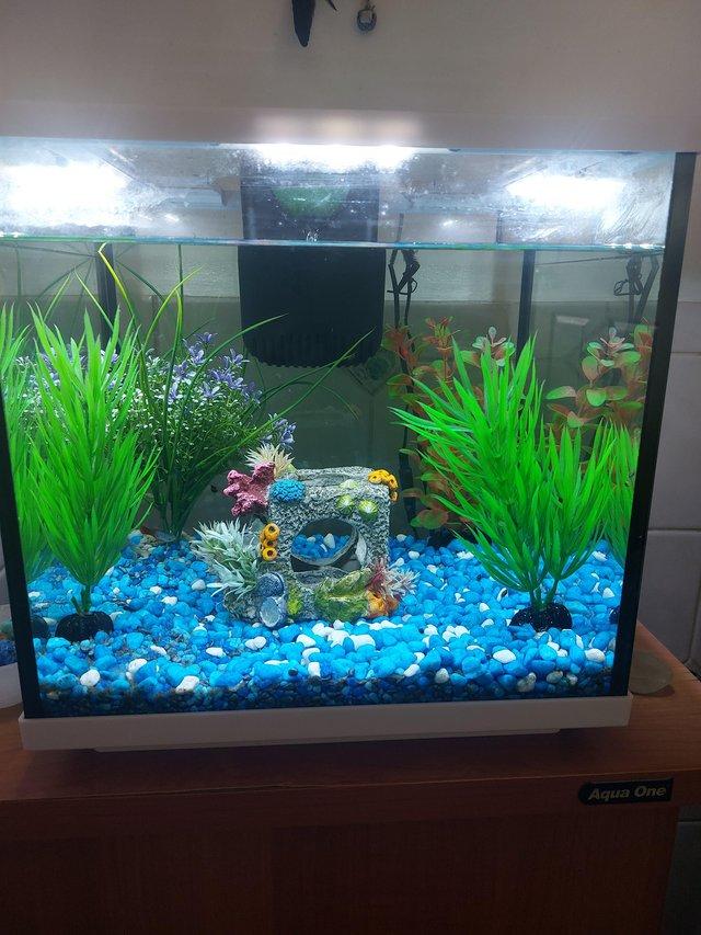 Preview of the first image of Free Interpet fish tank with aquaone cabinet and corations.
