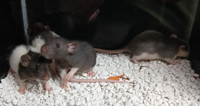 Image 7 of Baby Rats Dumbo's and Straight ears