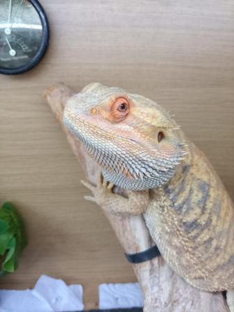 Image 4 of Bearded dragon for sale with set up
