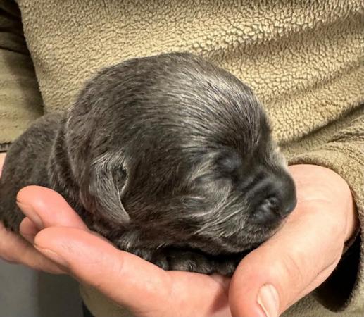 Image 4 of Last 1 - Stunning Charcoal Boys Labrador Pups