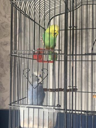 Image 4 of Male and female beautiful budgies