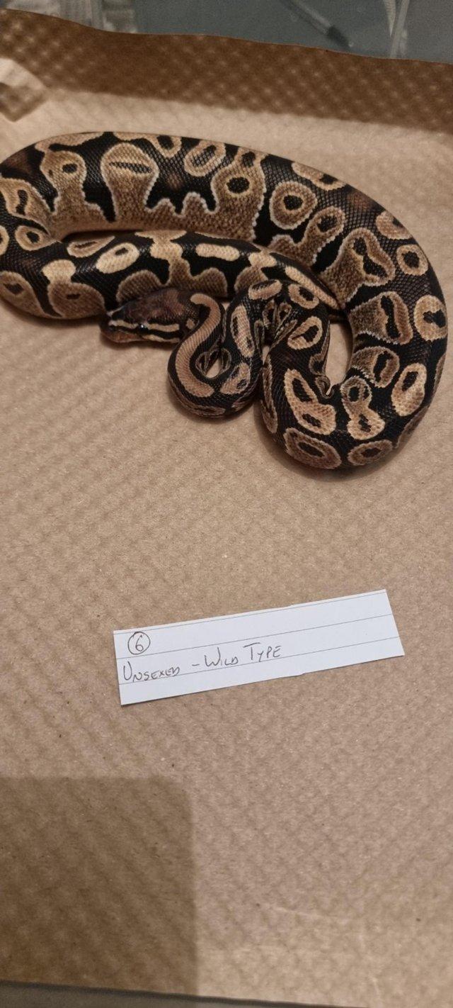 Preview of the first image of Wild type (normal) royal/ball python.
