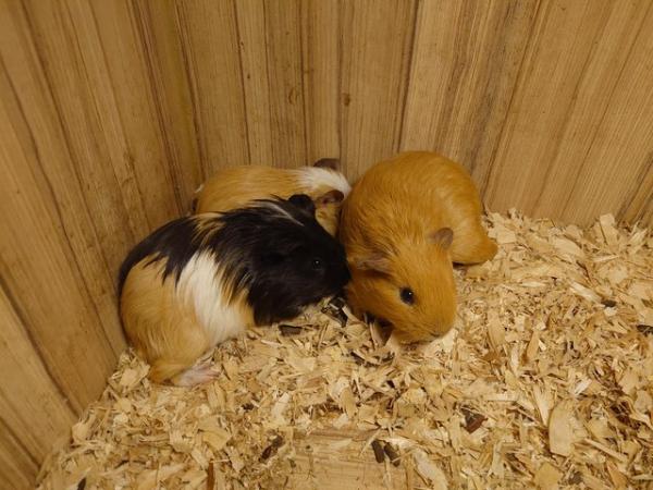 Image 7 of Guinea Pigs - Range of Colours, Sexes and Sizes!