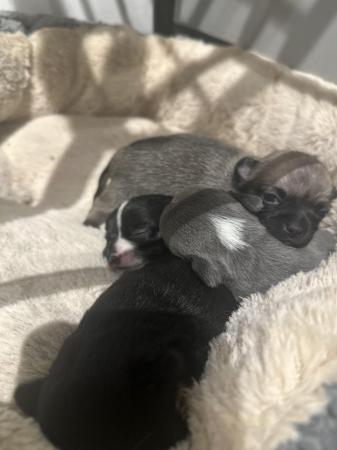 Image 3 of Gorgeous chihuahua puppies x4 girls