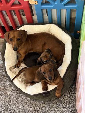 Image 3 of Mini dachshund puppies for sale