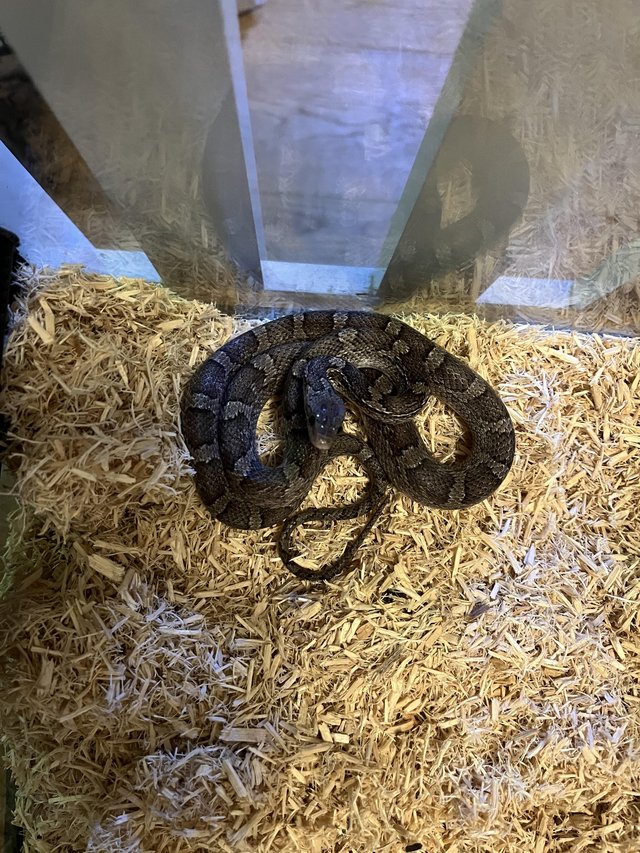 Preview of the first image of Granite Corn snake (unsexed).
