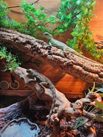 Image 2 of Water dragons and full setup .