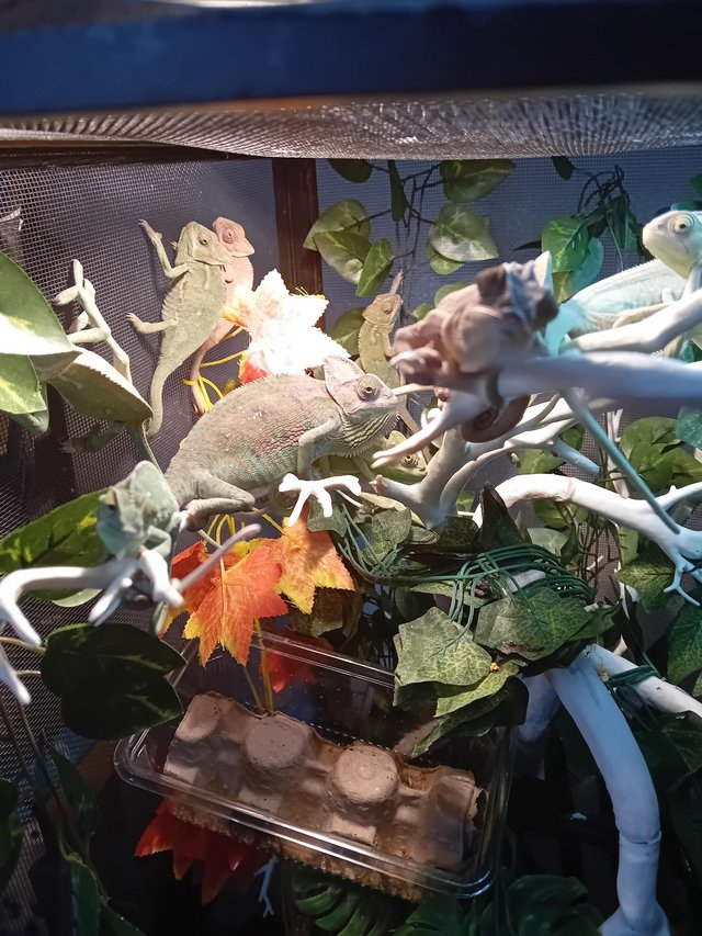 Preview of the first image of Baby Yemen Chameleons looking for new homes.