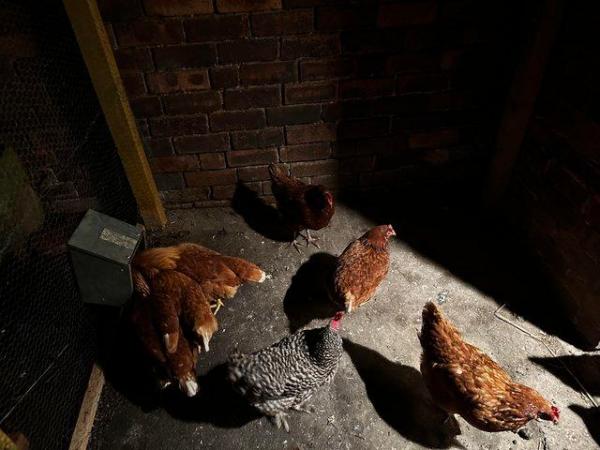 Image 2 of Free range Laying hens for sale