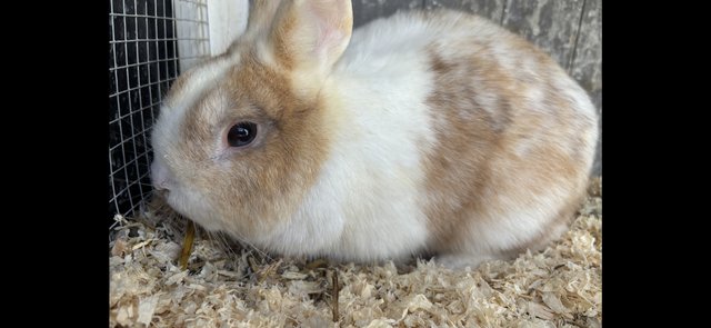 Image 2 of 8 month old male rabbit