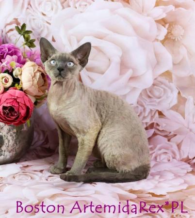 Image 17 of Devon Rex Candy boy for small home breeding