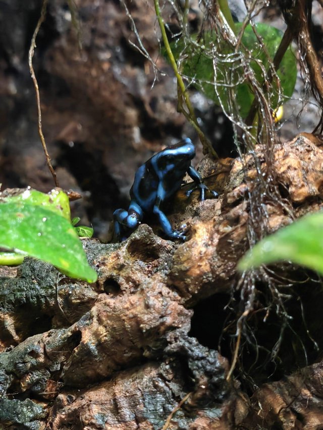 Preview of the first image of Costa Rican Dart Frogs, Blue and Black.