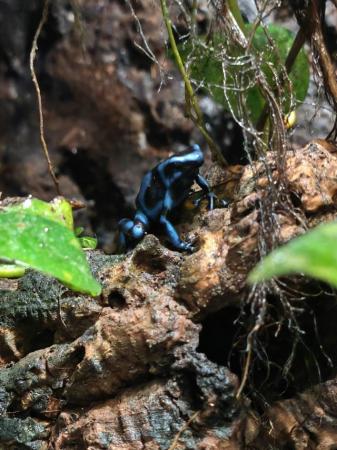Image 1 of Costa Rican Dart Frogs, Blue and Black