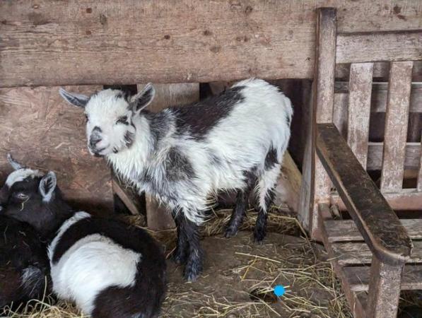 Image 2 of Adorable male wether pygmy goats